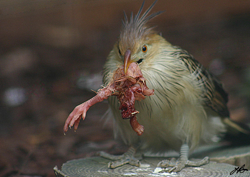 It's a Bird - eat - bird world.