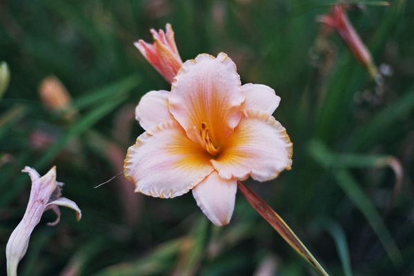 it's a birthday flower