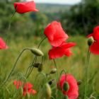 .it´s a "... Mohn-World..."