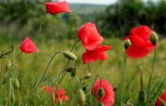 .it´s a "... Mohn-World..."