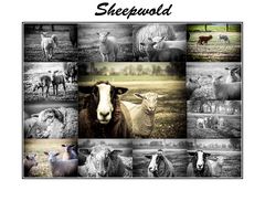 Its a Sheep World