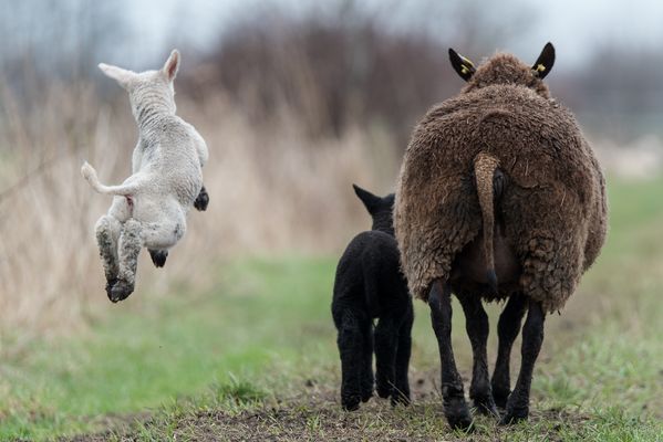 it's a wonderful life