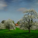 It’s blossoms time again (2)