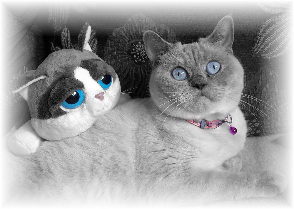 It´s Blue-eyes-time...