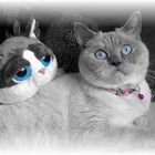 It´s Blue-eyes-time...