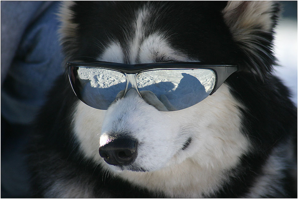 It's cool dog. Foto & Bild | quatsch, fun und rätselecke, tiere