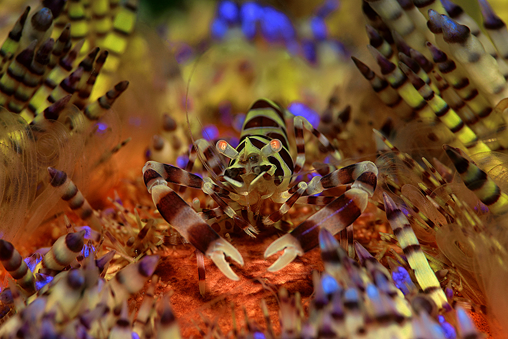 It´s cool man ! (Periclimenes Colemani) Foto & Bild unterwasser, uw