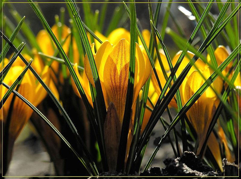 It's crocus season