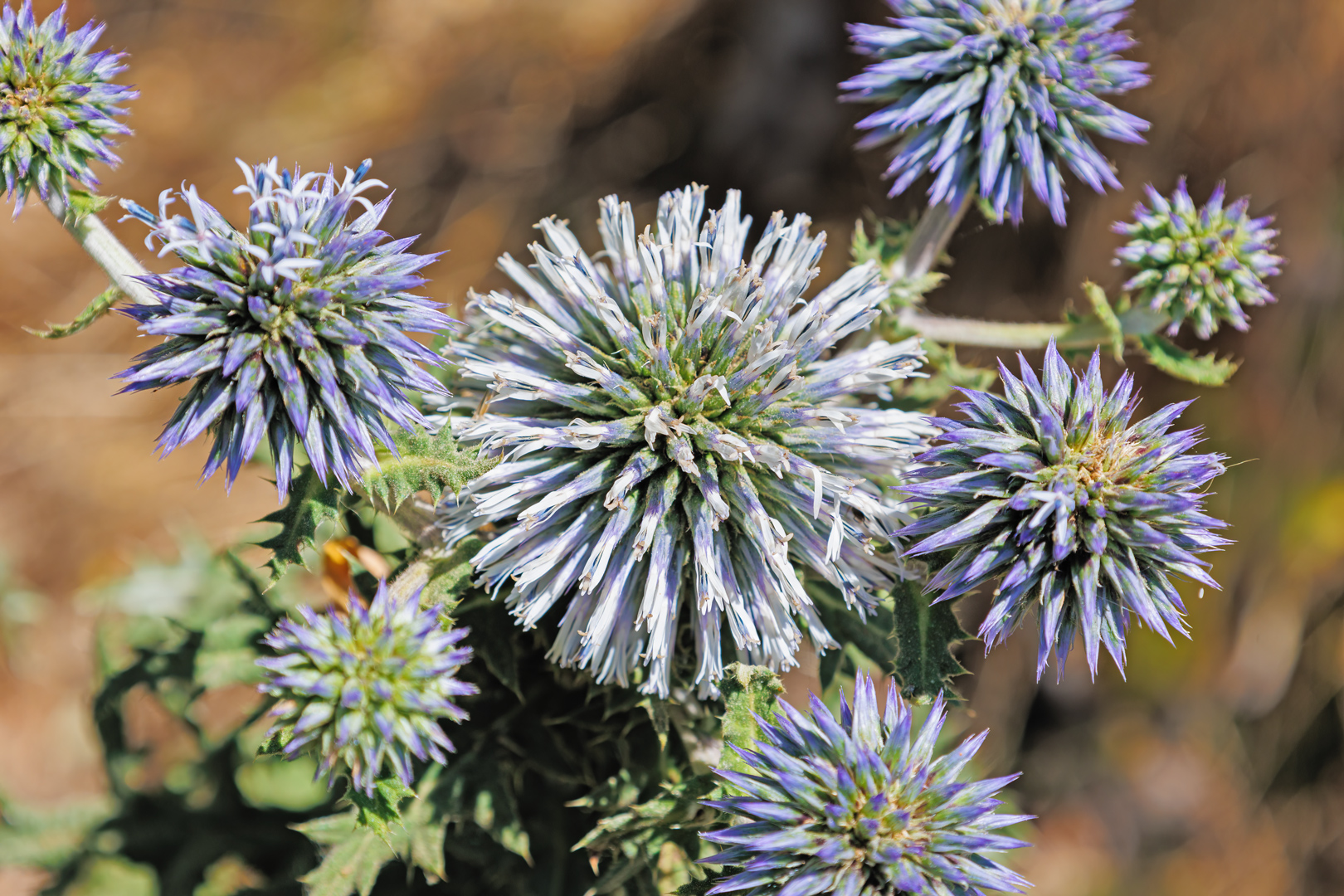 It's Distel-Time ...