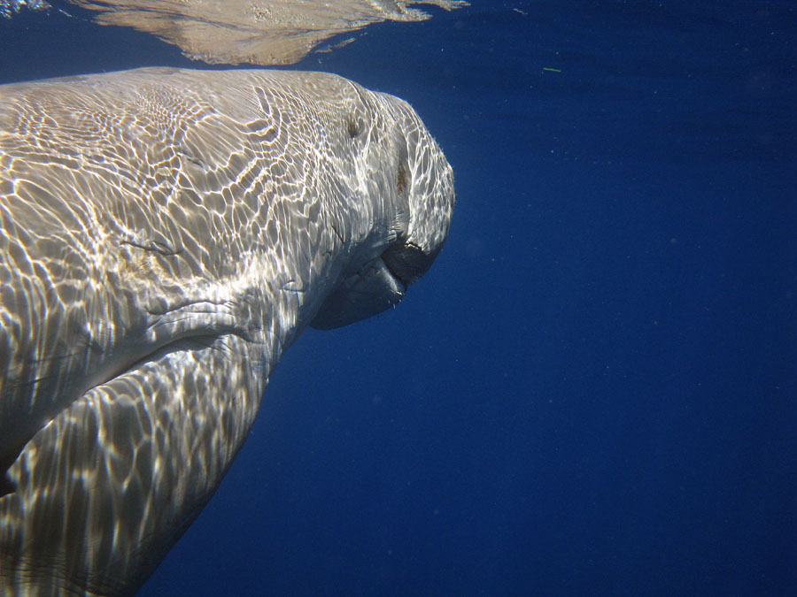 It's Dugong -Time!