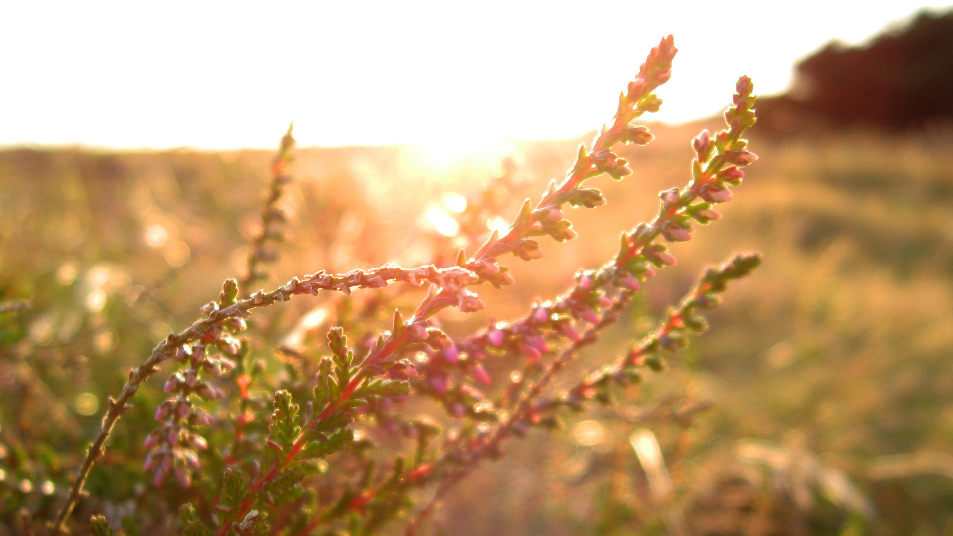 It´s fall in Denmark