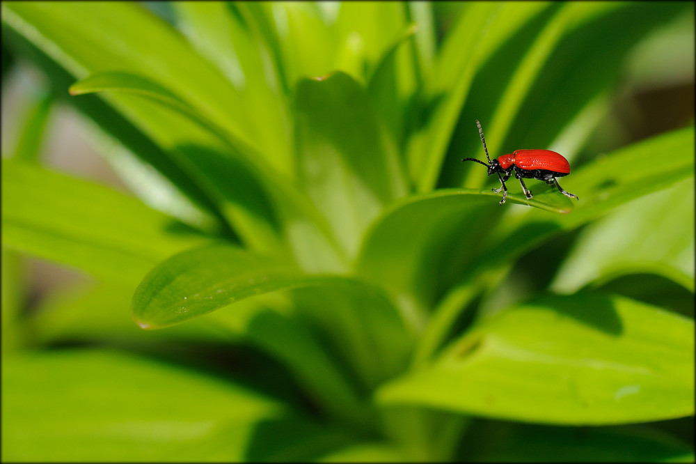 It's good to touch the green green grass of home.