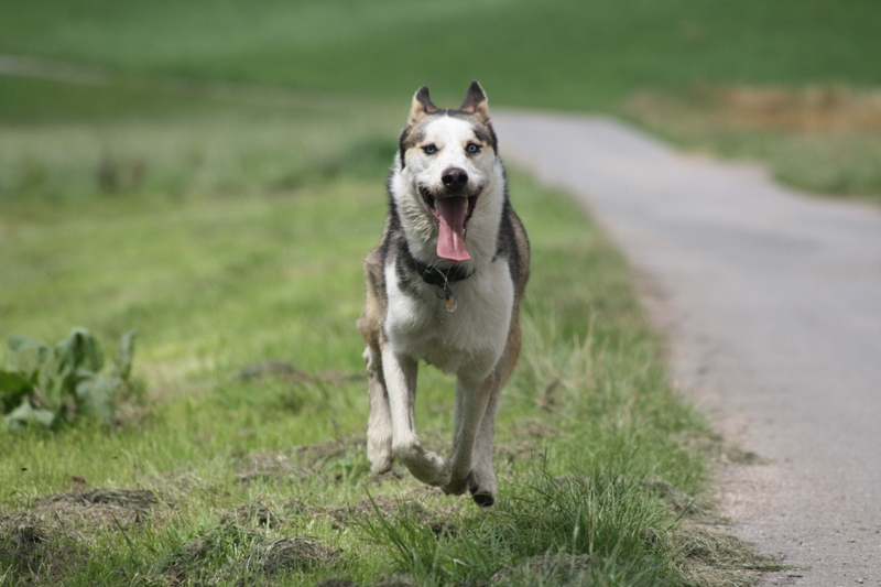 It´s Husky Time