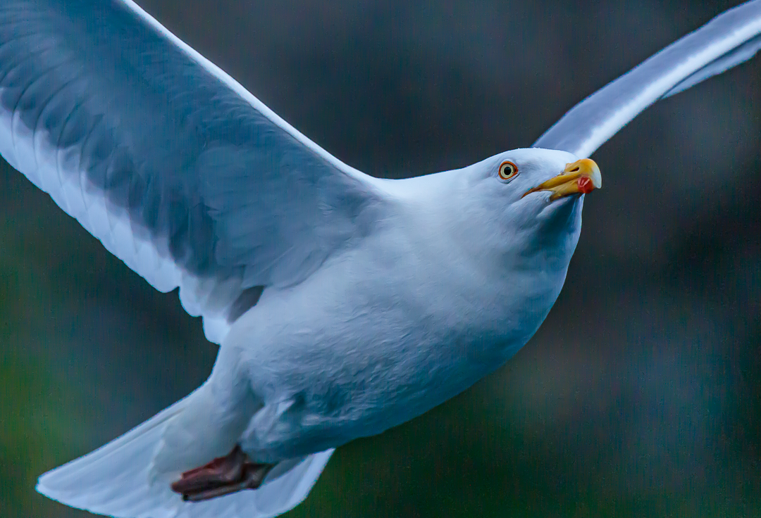 it's just a seagull