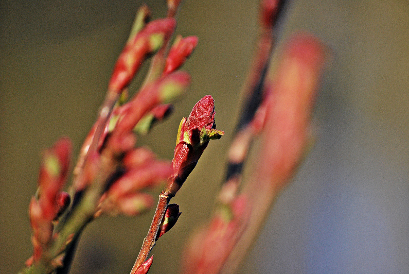 It's Knospen-Time... 1