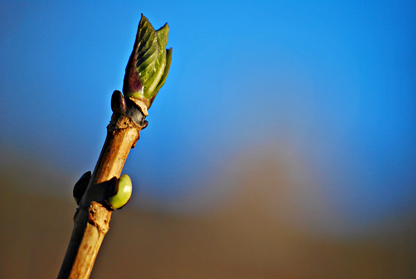 It's Knospen-Time... 4