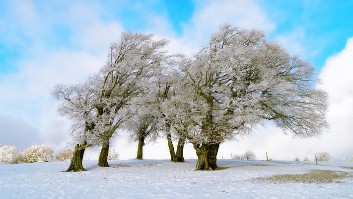 it's magic... the ring of trees