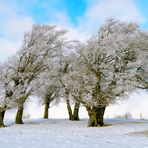 it's magic... the ring of trees