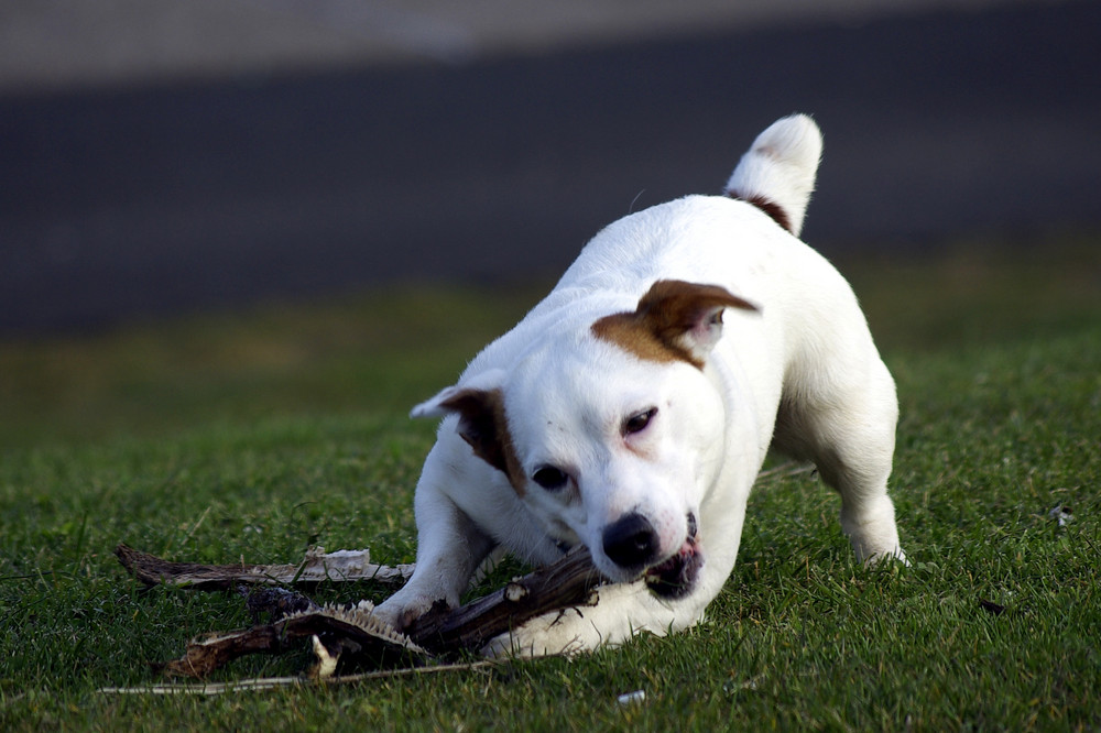 It's MY stick.......