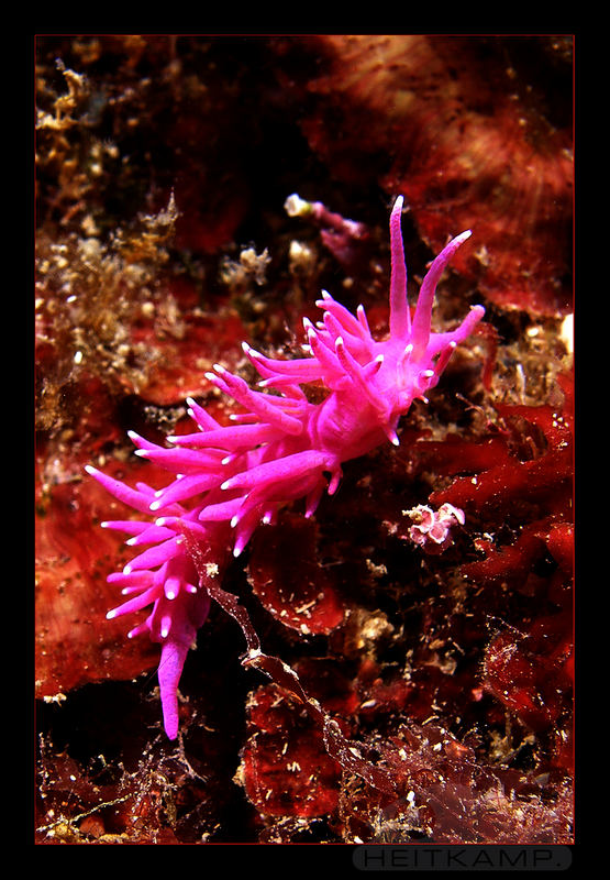 it's PINK (Flabellina)