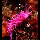 it's PINK (Flabellina)