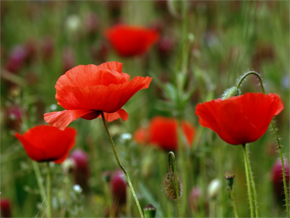 it's poppy-time