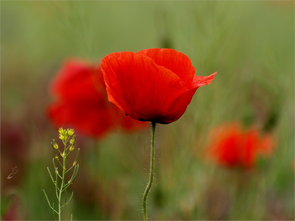 it's poppy-time...