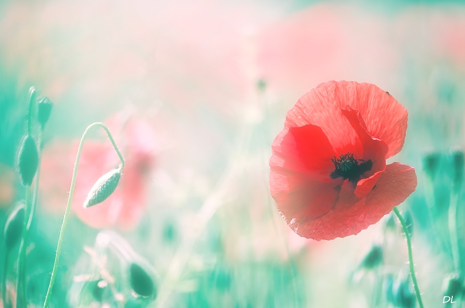 *** It`s Poppytime ***