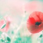 *** It`s Poppytime ***