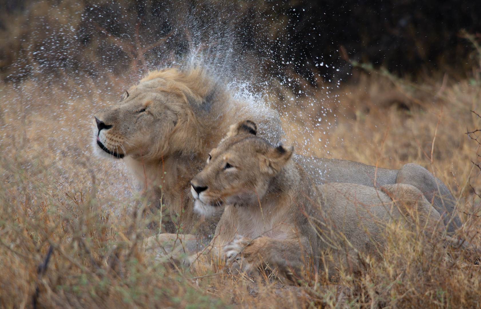 It's rainy day in Etosha Nationalpark