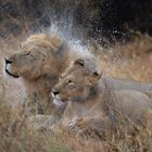 It's rainy day in Etosha Nationalpark