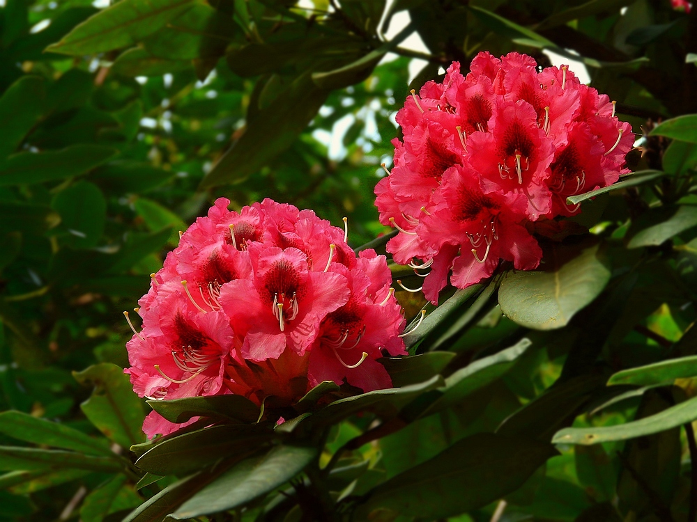 It's rhodo time again (1)