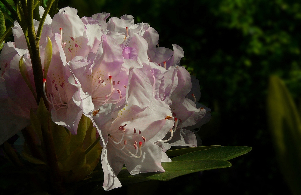 It’s rhodo time again (2)