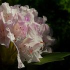 It’s rhodo time again (2)