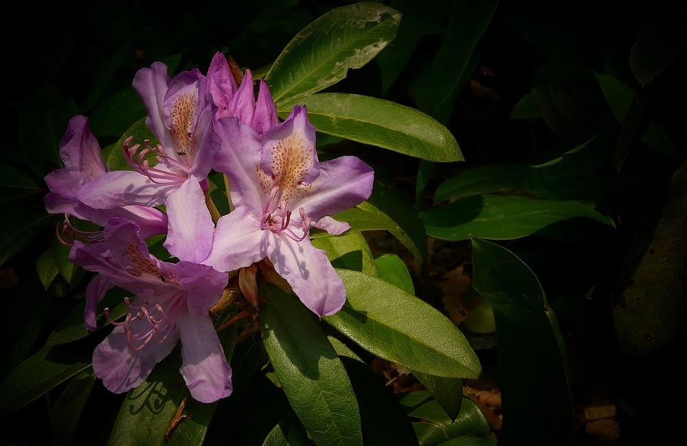 It’s rhodo time again (3)