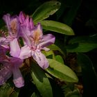 It’s rhodo time again (3)