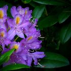 It’s rhodo time again (5)