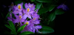 It’s rhodo time again (5)