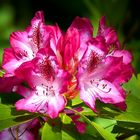 It’s rhodo time again (6)