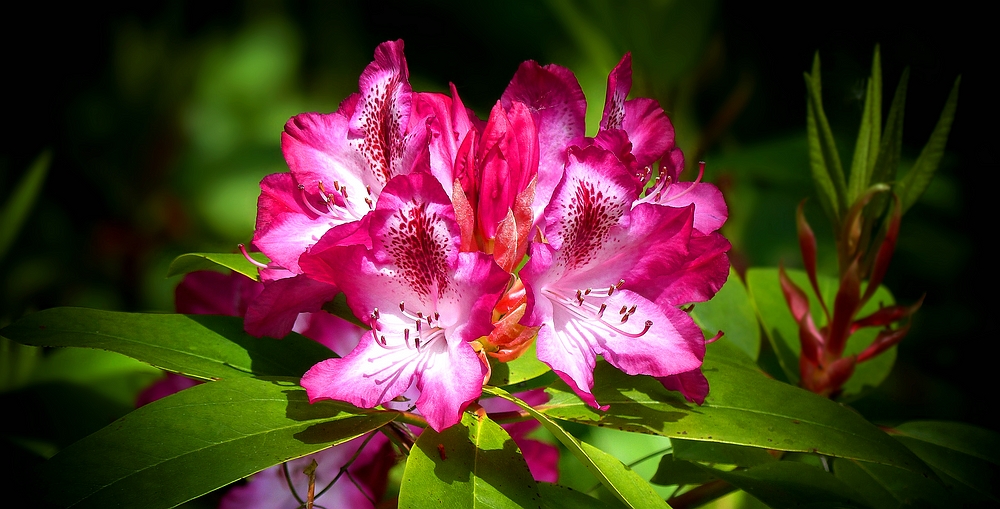 It’s rhodo time again (6)