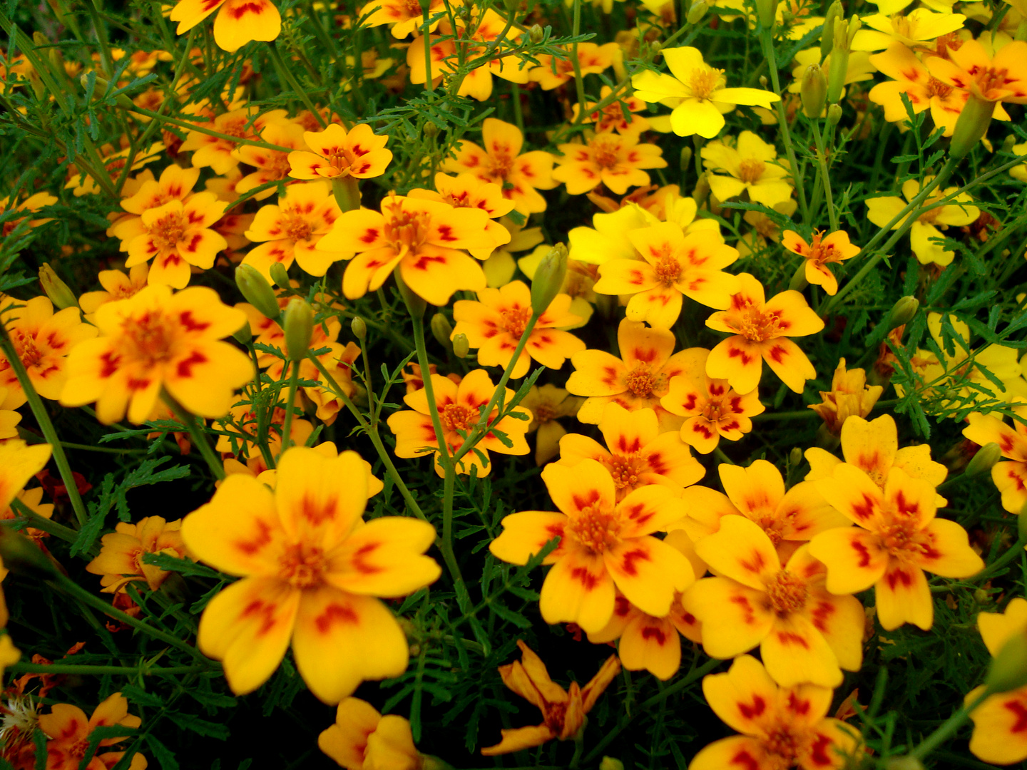 It's simple...Tagetes