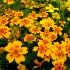 It's simple...Tagetes