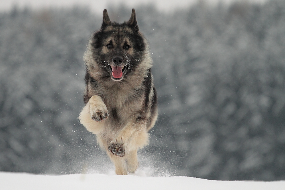 It's Snowtime again!