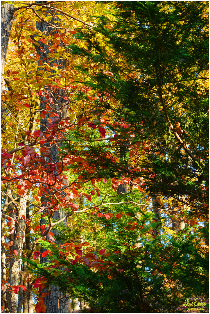 It's So Easy Being Green - A Piedmont Autumn Impression