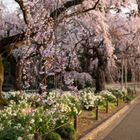 It's Spring in Japan