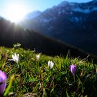 It´s spring in South Tirol