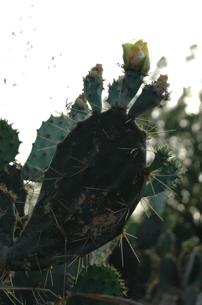 it's spring in the rio grande valley