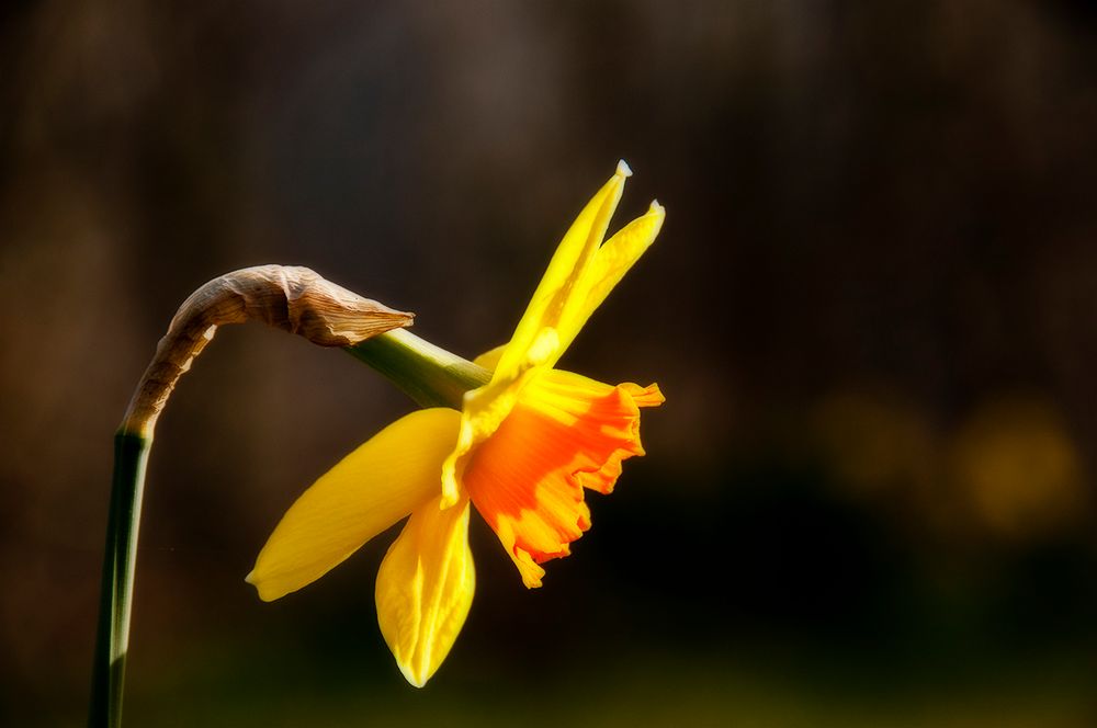 It's Spring. It's a Daffodil