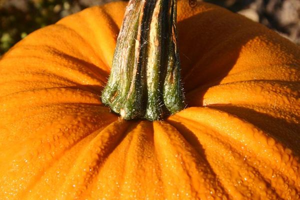 It's the great pumpkin