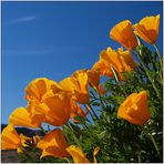 It´s time for Poppies - Part I